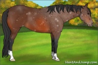 Horse Color:Bay Appaloosa 