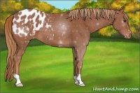 Horse Color:Chestnut Appaloosa 