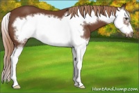 Horse Color:Chestnut Splash Frame