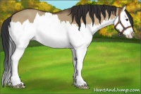 Horse Color:Bay Dun Splash 