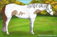 Horse Color:Red Dun Splash Tobiano Rabicano