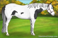 Horse Color:Black Splash Tobiano