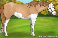 Horse Color:Gold Champagne Splash