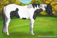 Horse Color:Black Tobiano 