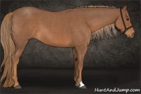 Horse Color:Red Roan 