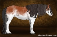 Horse Color:White Spotted Bay Sabino 