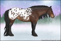 Horse Color:Brown Appaloosa