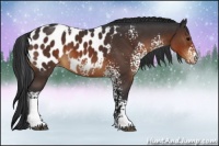 Horse Color:White Spotted Brown Blanket