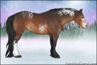 Horse Color:White Spotted Brown Appaloosa 