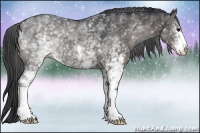 Horse Color:White Spotted Black Appaloosa