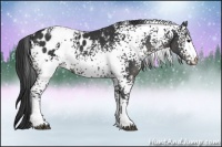 Horse Color:White Spotted Black Blanket 