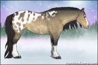 Horse Color:White Spotted Brown Dun Blanket