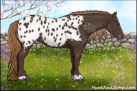 Horse Color:Liver Chestnut Appaloosa 