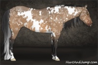 Horse Color:White Spotted Bay Ice Dun 