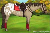 Horse Color:Liver Red Dun Appaloosa 