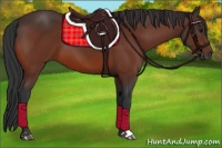 Horse Color:Bay Sabino 