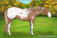 Horse Color:Chestnut Sabino Appaloosa 