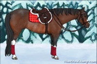 Horse Color:Bay Rabicano 