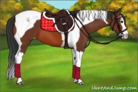 Horse Color:Bay Splash Tobiano Appaloosa 