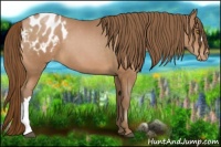 Horse Color:Bay Pearl Appaloosa 