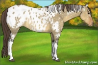 Horse Color:White Spotted Buckskin Dun Blanket Rabicano 
