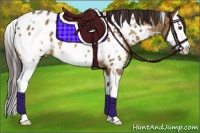 Horse Color:White Spotted Bay Roan Dun Splash Appaloosa 