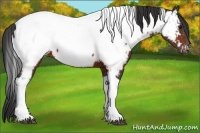 Horse Color:Bay Tobiano Appaloosa 