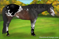 Horse Color:Gray Brown Sabino Appaloosa 