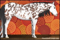 Horse Color:Bay Splash Appaloosa Rabicano
