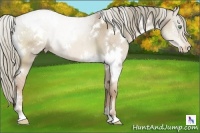Horse Color:White Spotted Liver Red Dun Pearl