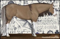 Horse Color:Liver Red Dun Sabino Splash 