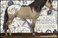 Horse Color:Liver Red Dun Sabino Appaloosa