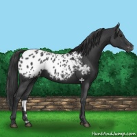 Horse Color:Blue Roan Appaloosa 