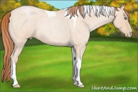 Horse Color:Buckskin Roan Pearl Tobiano
