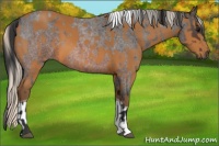 Horse Color:Brown Roan  and Silver Buckskin Tobiano 