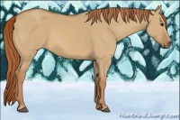 Horse Color:Red Dun