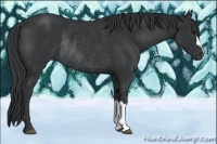 Horse Color:Black Rabicano 