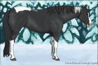 Horse Color:Black Splash Tobiano 