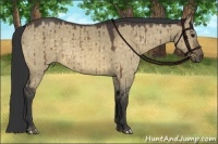 Horse Color:Buckskin Dun