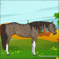 Horse Color:Liver Red Dun Brindle 