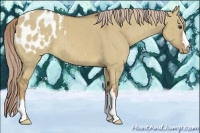 Horse Color:Chocolate Palomino Dun Appaloosa Brindle