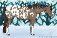 Horse Color:Liver Red Dun Appaloosa Brindle