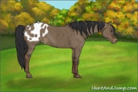 Horse Color:Liver Red Dun Appaloosa Brindle