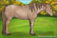 Horse Color:Black Pearl Appaloosa