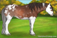 Horse Color:Bay Splash Appaloosa