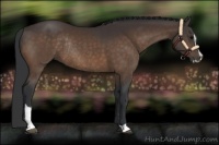 Horse Color:Brown Sabino Rabicano 