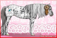 Horse Color:Black  and Black Appaloosa 