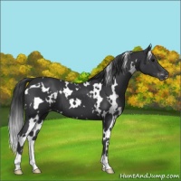Horse Color:White Spotted Black Varnish 