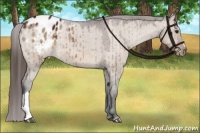 Horse Color:Brown Dun Appaloosa Brindle 