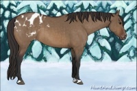 Horse Color:Bay Dun Appaloosa Brindle